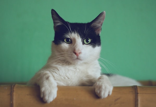 Animaux